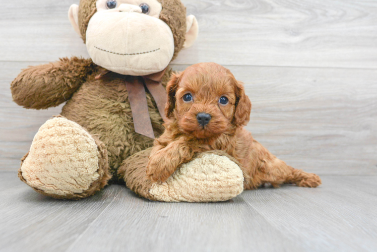 Meet Indie - our Cavapoo Puppy Photo 1/3 - Puppy Love PR Cavapoo Puppy for Adoption