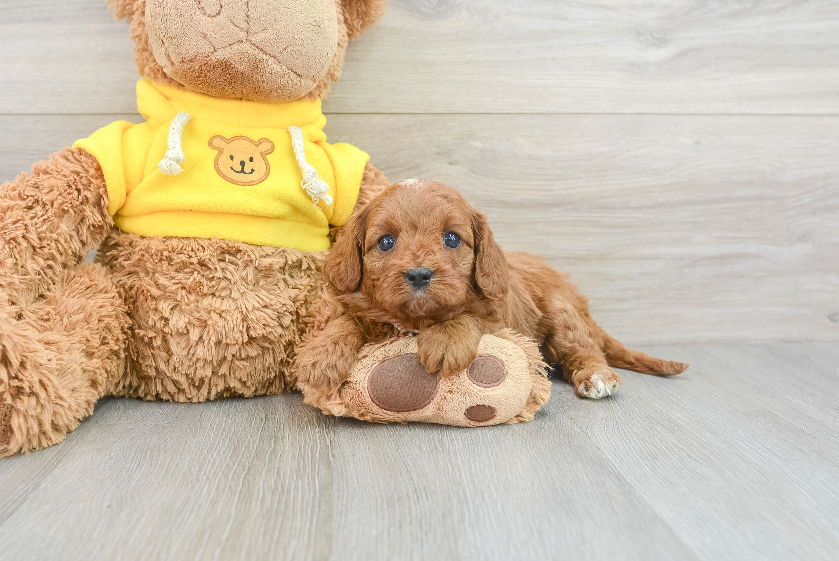 Cavapoo Pup Being Cute