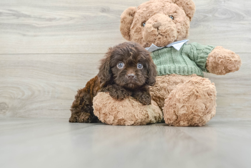 Cavapoo Puppy for Adoption