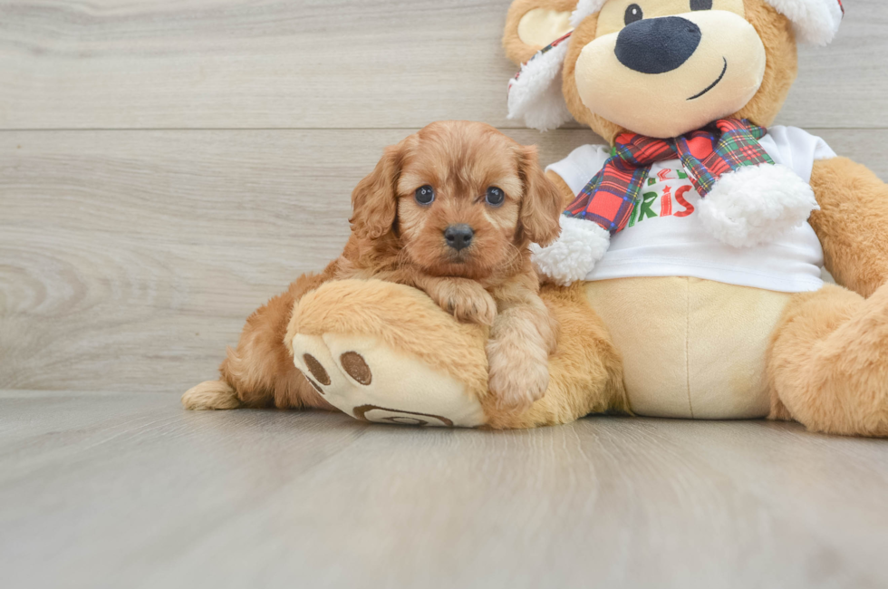 6 week old Cavapoo Puppy For Sale - Puppy Love PR