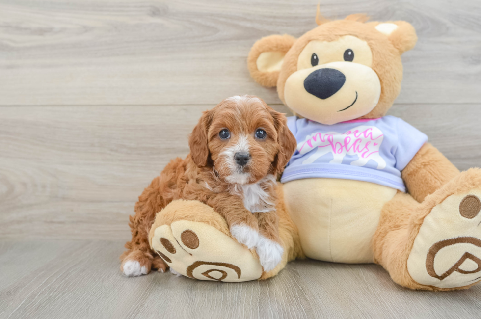 7 week old Cavapoo Puppy For Sale - Puppy Love PR