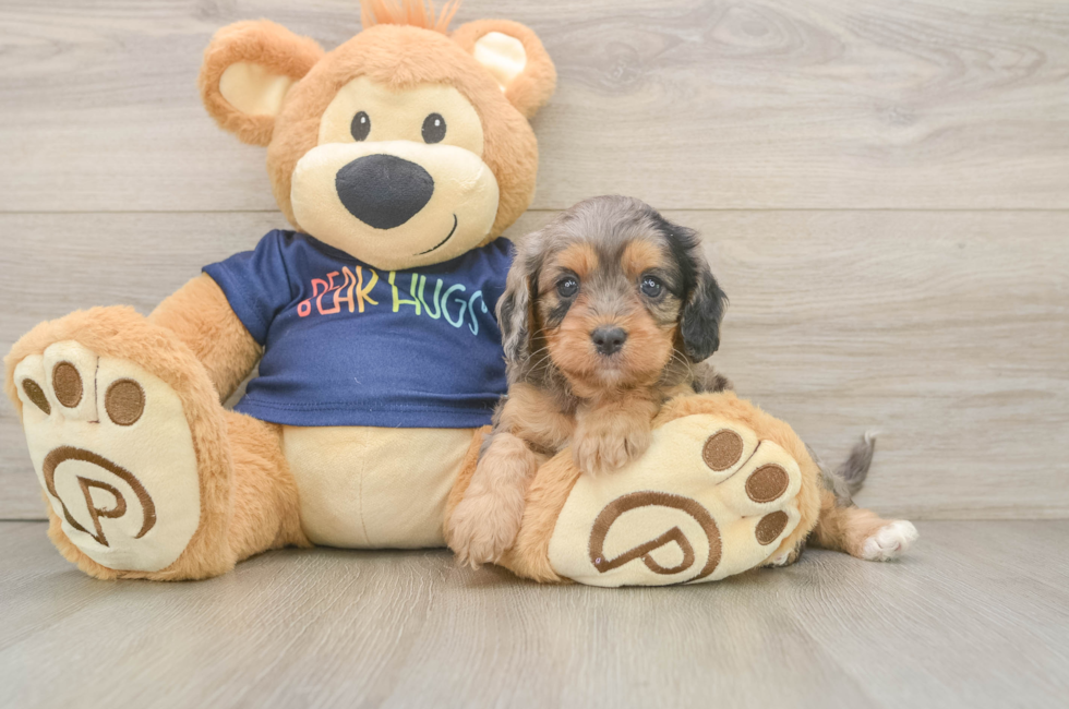 6 week old Cavapoo Puppy For Sale - Puppy Love PR