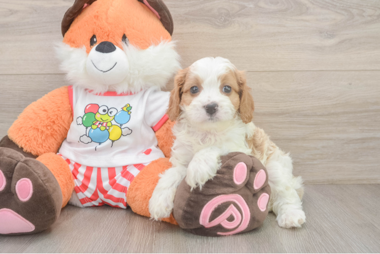 Happy Cavapoo Baby