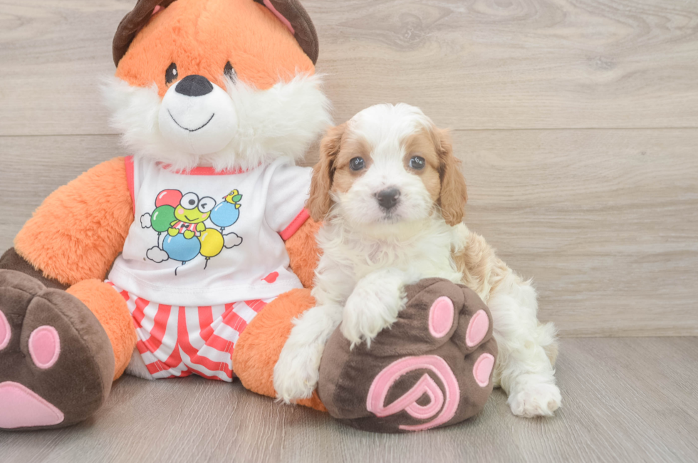 6 week old Cavapoo Puppy For Sale - Puppy Love PR