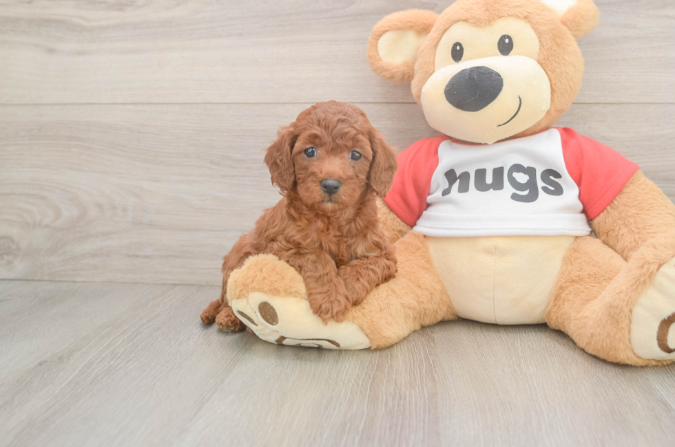 6 week old Cavapoo Puppy For Sale - Puppy Love PR