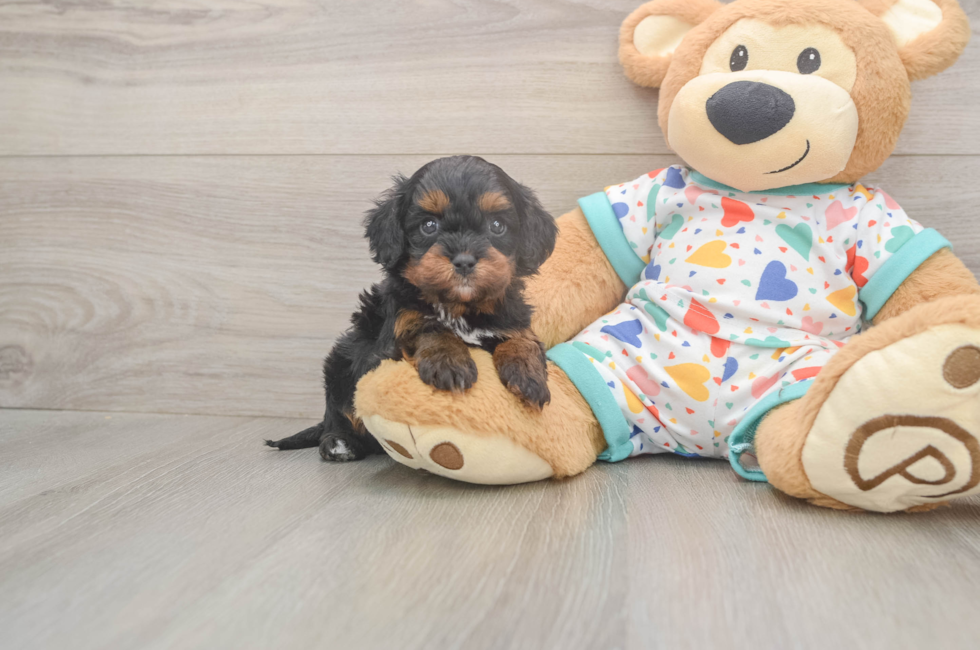 5 week old Cavapoo Puppy For Sale - Puppy Love PR