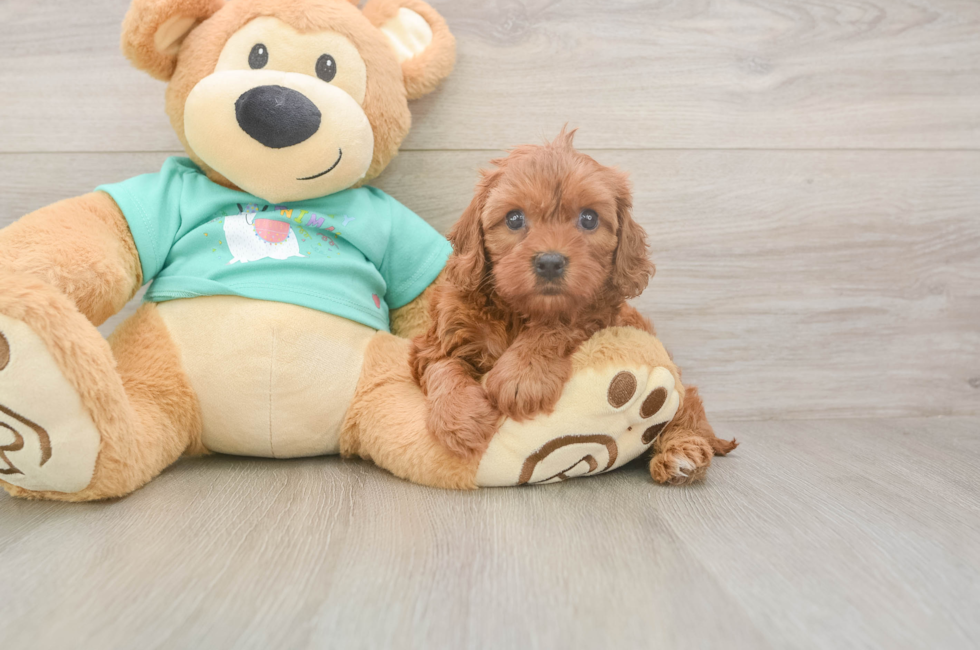 5 week old Cavapoo Puppy For Sale - Puppy Love PR