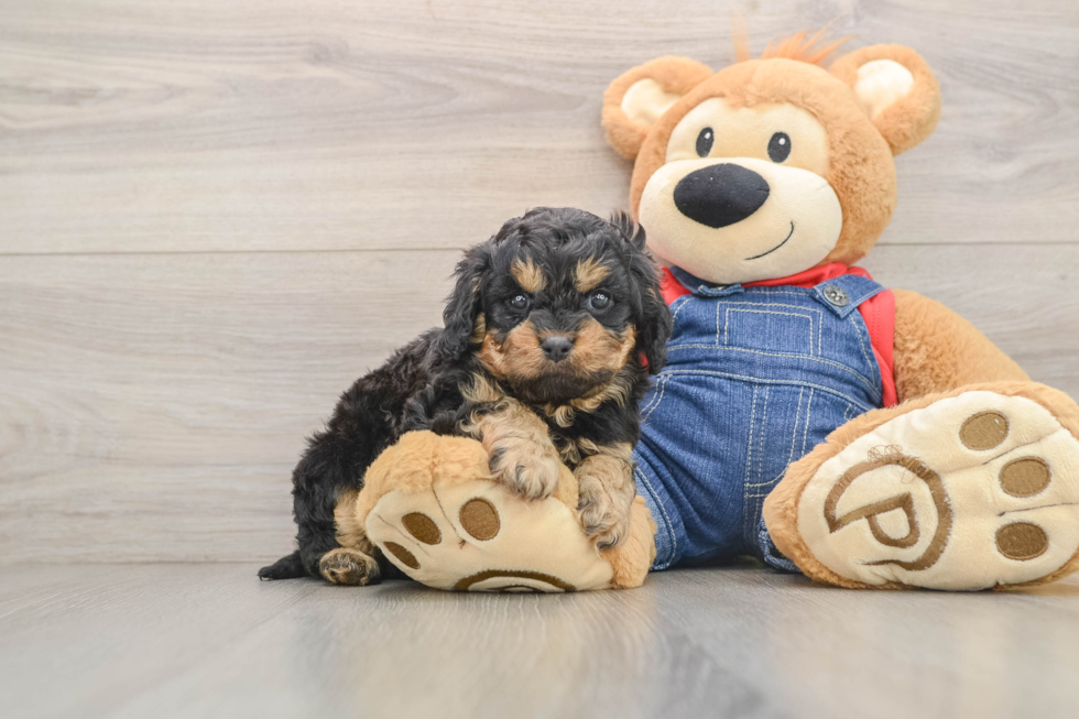 Best Cavapoo Baby