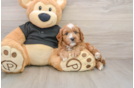 Happy Cavapoo Baby