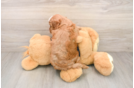 Smart Cavapoo Poodle Mix Pup