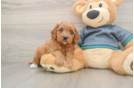 Cavapoo Pup Being Cute