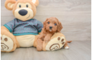 Cavapoo Pup Being Cute