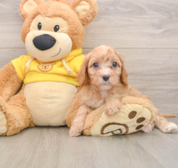 8 week old Cavapoo Puppy For Sale - Puppy Love PR