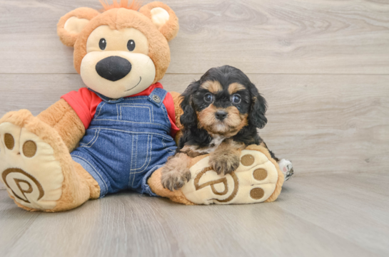 Cavapoo Pup Being Cute