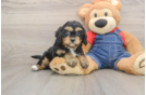 Friendly Cavapoo Baby