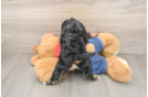 Best Cavapoo Baby