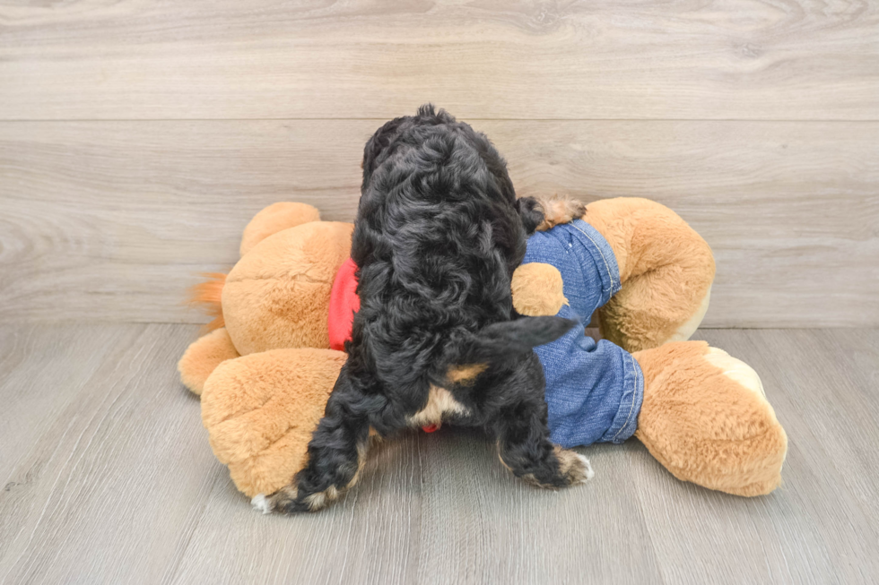 Best Cavapoo Baby