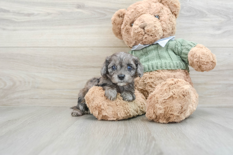 Friendly Cavapoo Baby