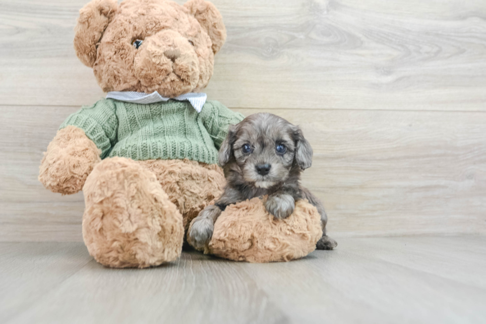 Smart Cavapoo Poodle Mix Pup