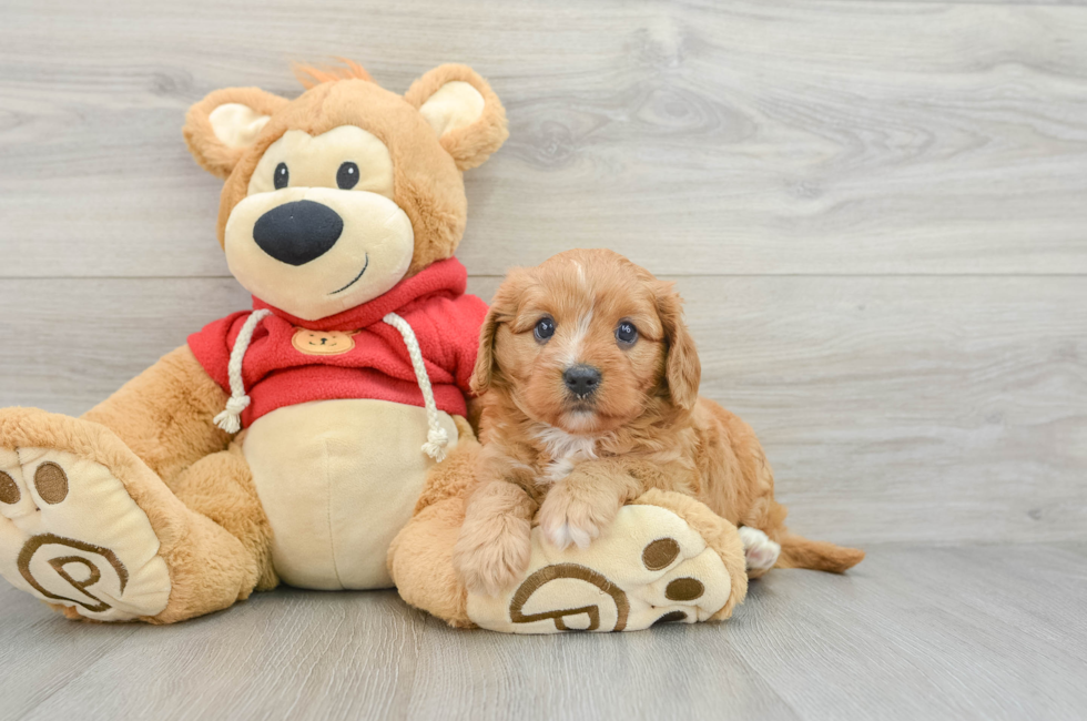 5 week old Cavapoo Puppy For Sale - Puppy Love PR