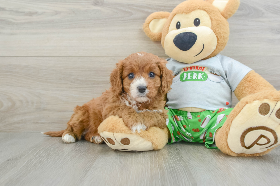 Fluffy Cavapoo Poodle Mix Pup