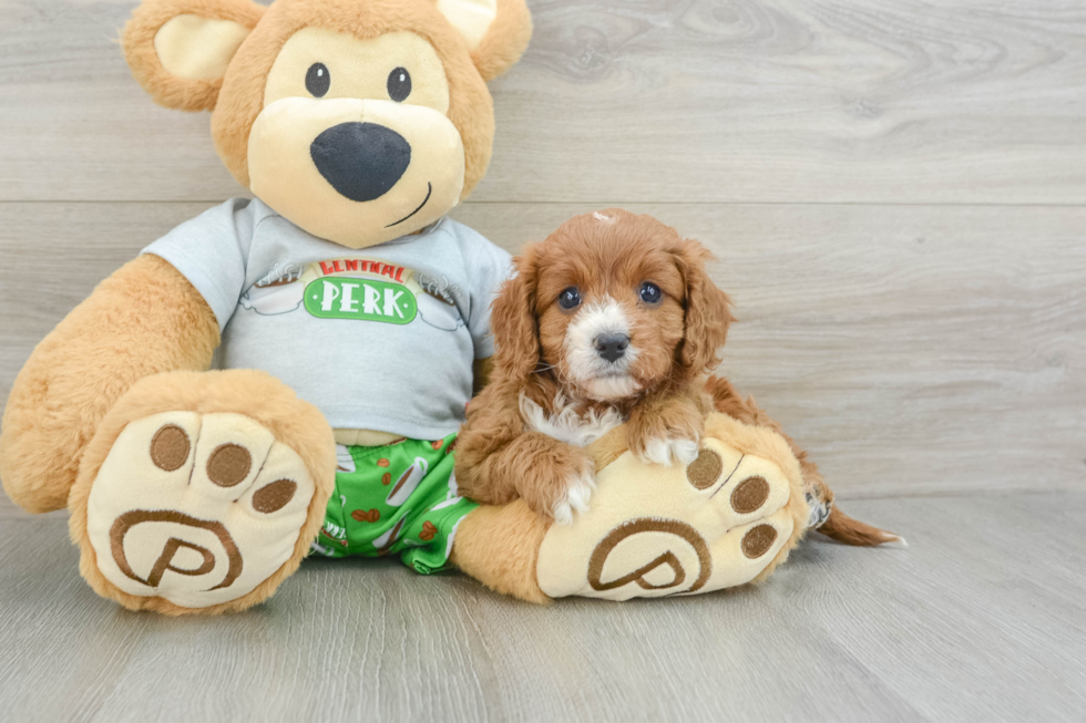 Cavapoo Puppy for Adoption