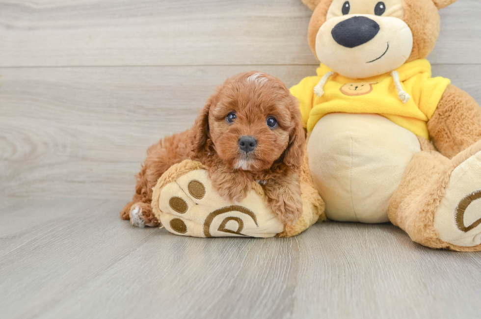 6 week old Cavapoo Puppy For Sale - Puppy Love PR