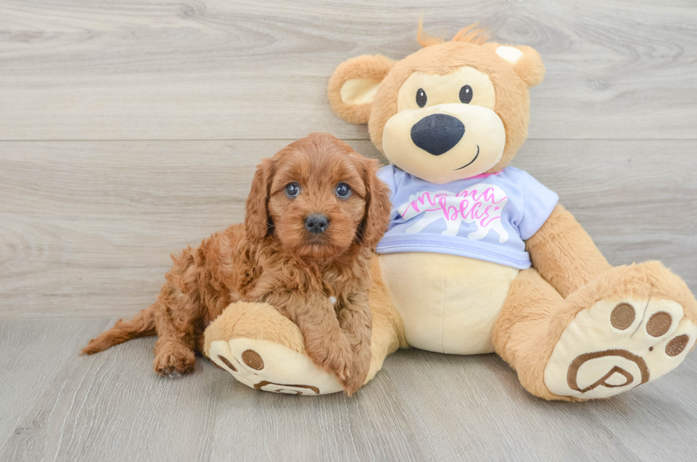 7 week old Cavapoo Puppy For Sale - Puppy Love PR