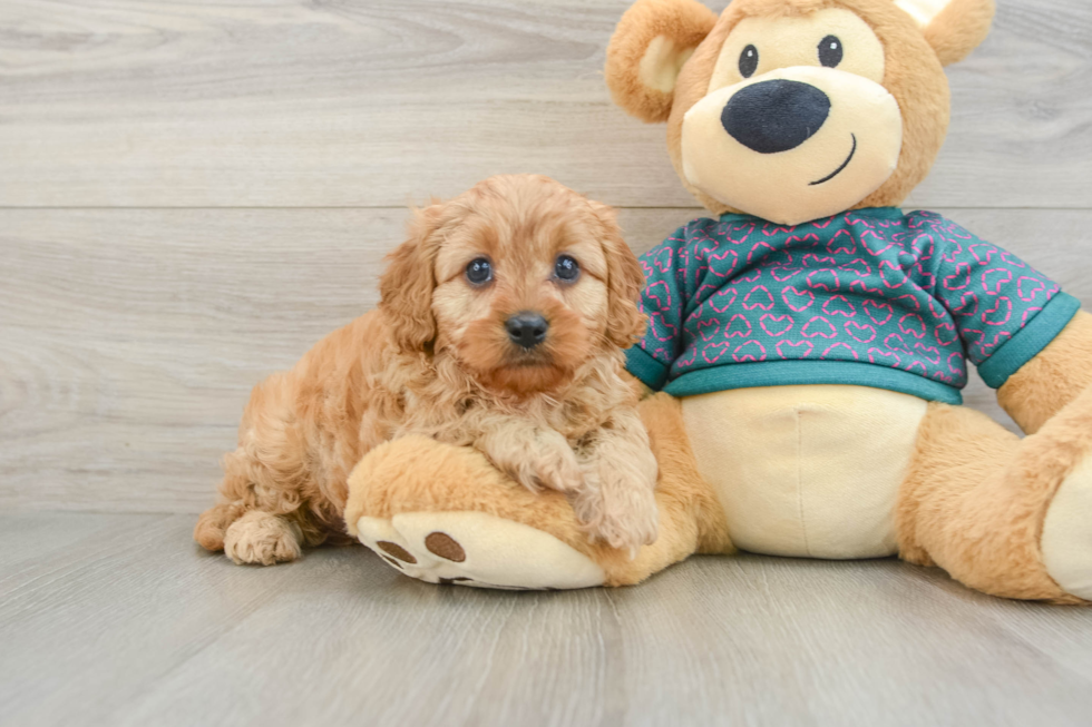 Smart Cavapoo Poodle Mix Pup