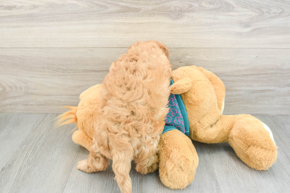 Playful Cavapoodle Poodle Mix Puppy