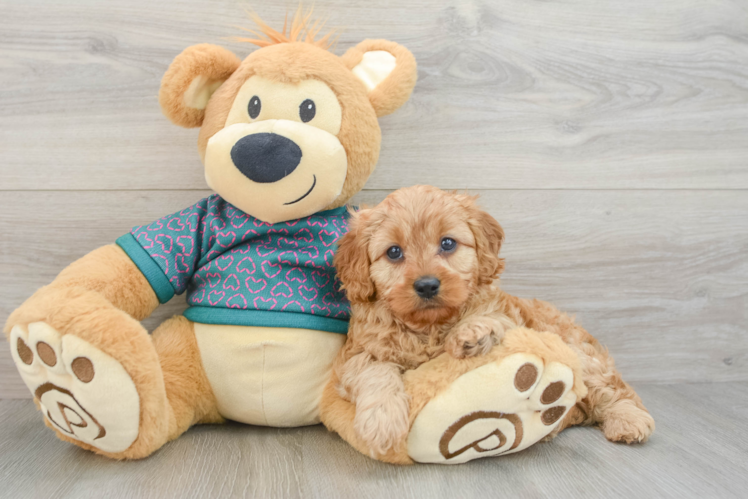 Cavapoo Pup Being Cute