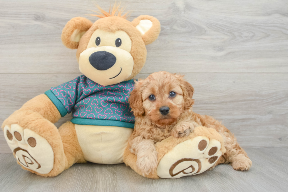 Cavapoo Pup Being Cute