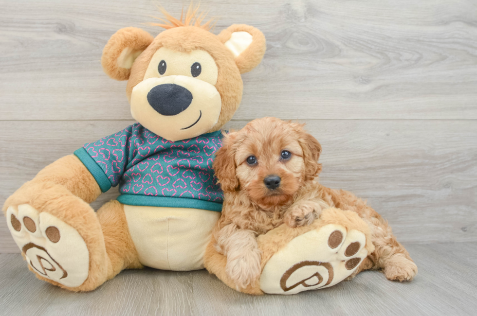7 week old Cavapoo Puppy For Sale - Puppy Love PR