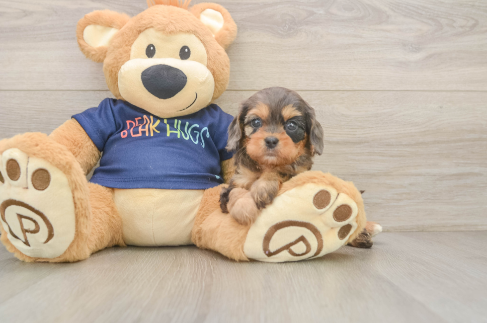 6 week old Cavapoo Puppy For Sale - Puppy Love PR