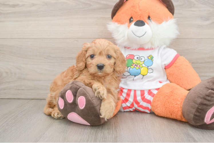 Cavapoo Puppy for Adoption