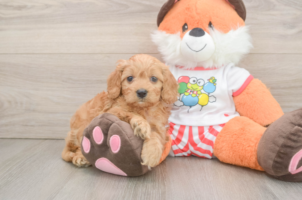 6 week old Cavapoo Puppy For Sale - Puppy Love PR