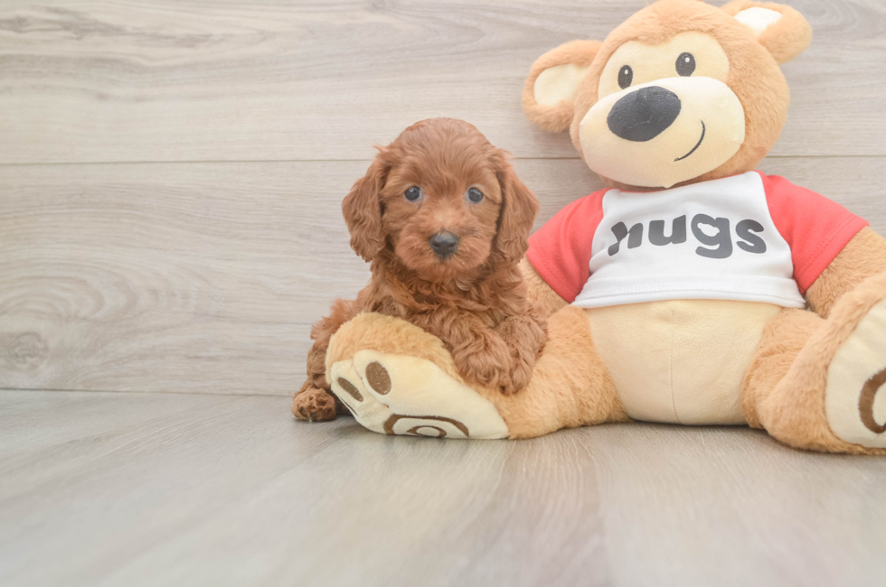 6 week old Cavapoo Puppy For Sale - Puppy Love PR