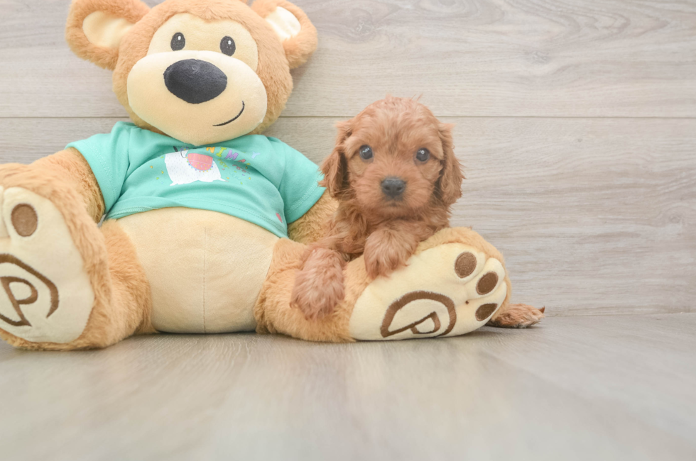 5 week old Cavapoo Puppy For Sale - Puppy Love PR