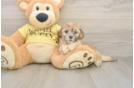 Cavapoo Puppy for Adoption