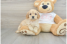 Adorable Cavalier King Charles Spaniel and Poodle Mix Poodle Mix Puppy