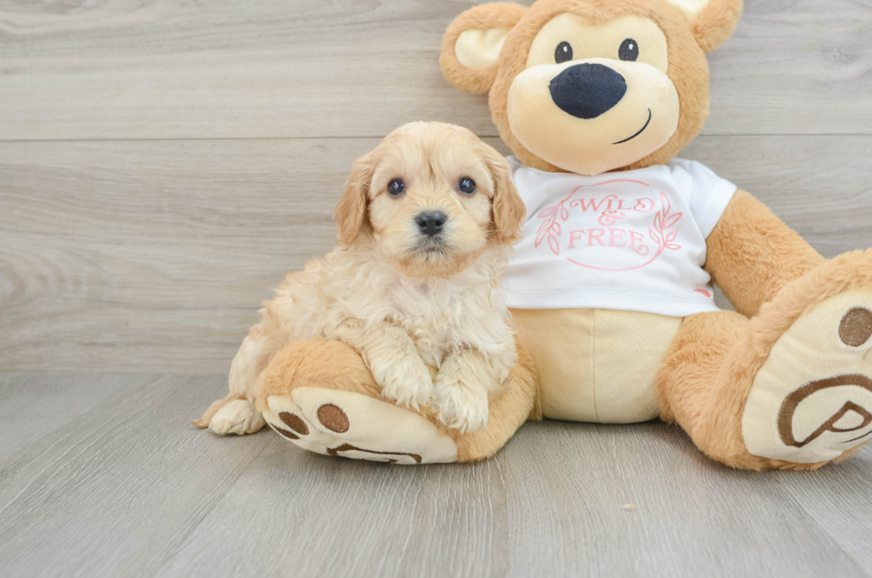 5 week old Cavapoo Puppy For Sale - Puppy Love PR