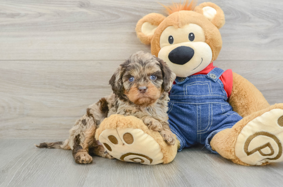 5 week old Cavapoo Puppy For Sale - Puppy Love PR