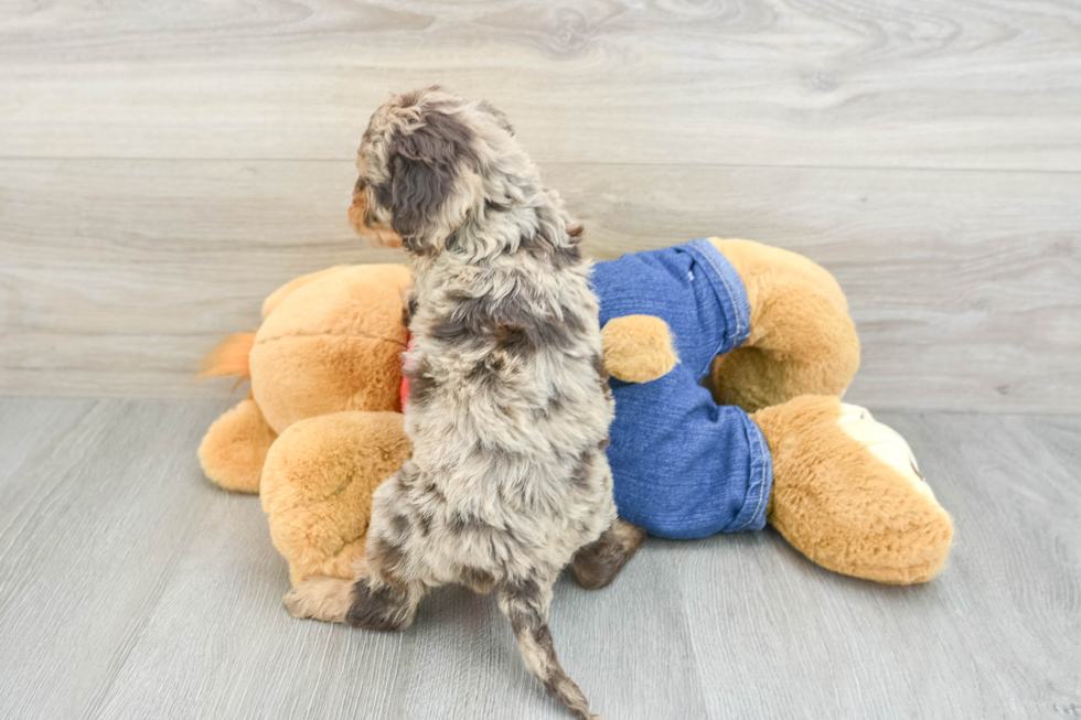 Cavapoo Pup Being Cute