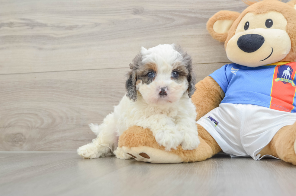 7 week old Cavapoo Puppy For Sale - Puppy Love PR