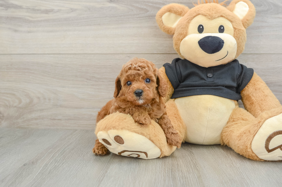 7 week old Cavapoo Puppy For Sale - Puppy Love PR