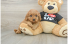 Hypoallergenic Cavadoodle Poodle Mix Puppy