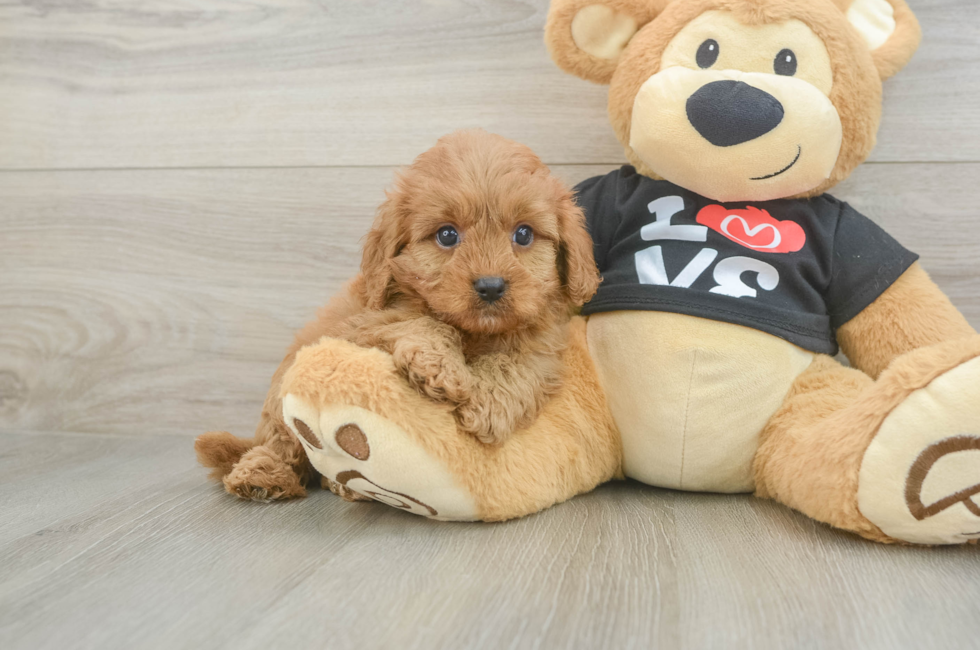 5 week old Cavapoo Puppy For Sale - Puppy Love PR