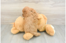 Little Cavipoo Poodle Mix Puppy