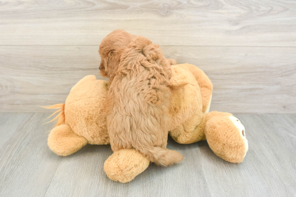 Little Cavipoo Poodle Mix Puppy