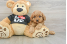 Fluffy Cavapoo Poodle Mix Pup